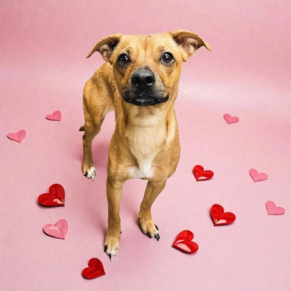 Enlarge Minnie May, a Adoptable mixed breed in Bellingham, WA image 2/3