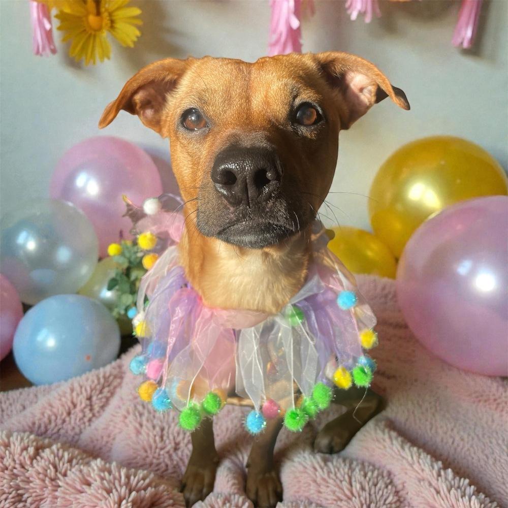 Enlarge Minnie May, a Adoptable mixed breed in Bellingham, WA image 3/3