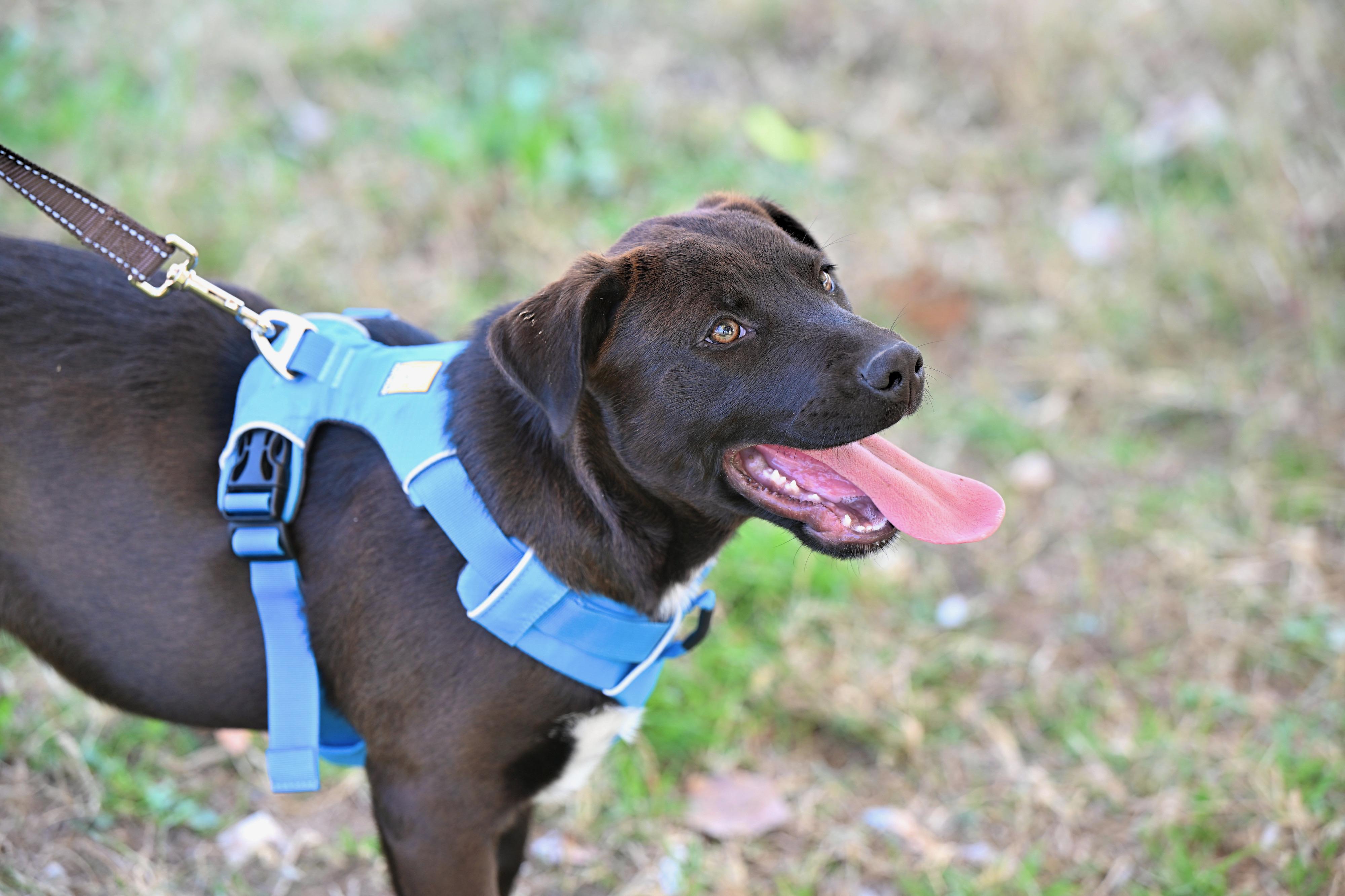 Enlarge Jordan- COME MEET!, a Adoptable mixed breed in Medfield, MA image 4/5