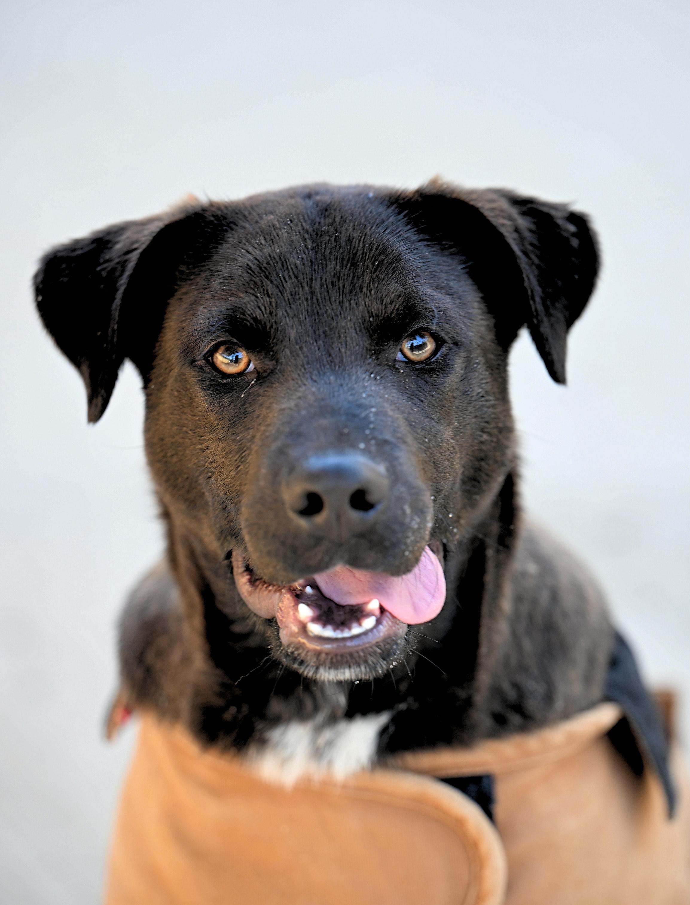 Enlarge Jordan- COME MEET!, a Adoptable mixed breed in Medfield, MA image 2/5