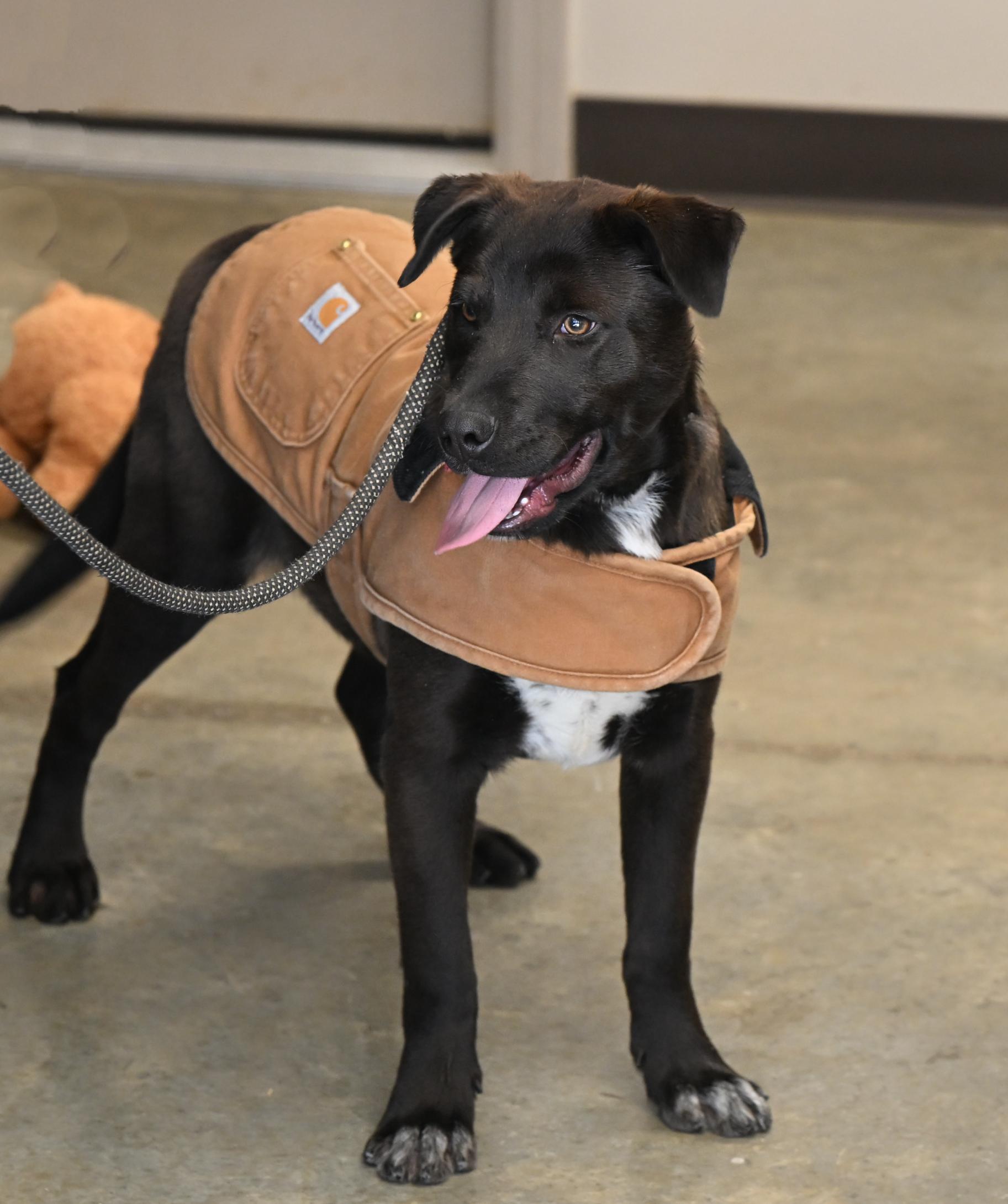 Enlarge Jordan- COME MEET!, a Adoptable mixed breed in Medfield, MA image 3/5