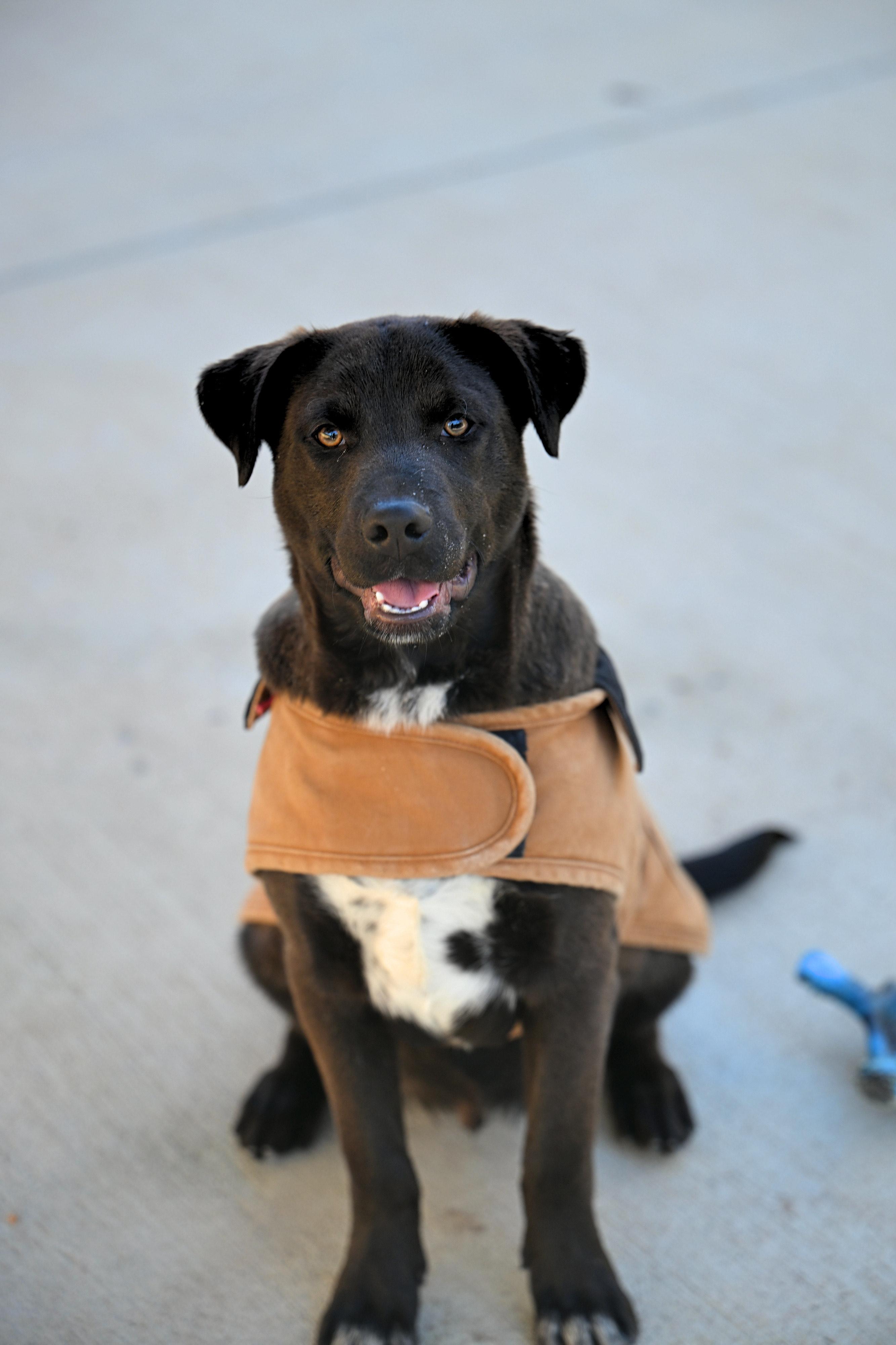 Enlarge Jordan- COME MEET!, a Adoptable mixed breed in Medfield, MA image 1/5