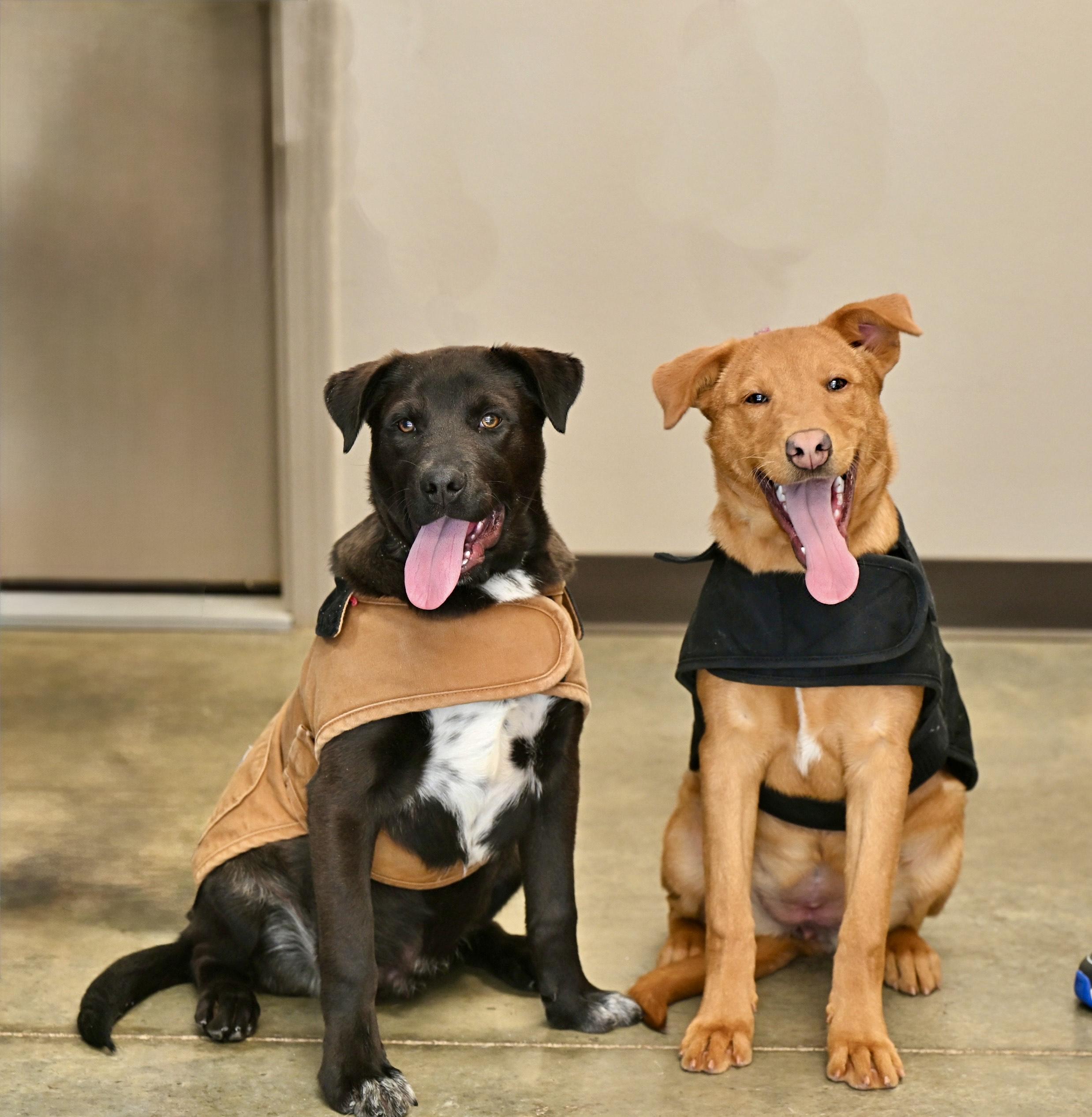 Enlarge Jordan- COME MEET!, a Adoptable mixed breed in Medfield, MA image 5/5