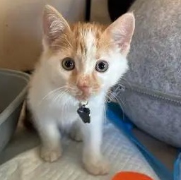 Enlarge Kinder, an adopted Domestic Short Hair in Upper Sandusky, OH image 2/5