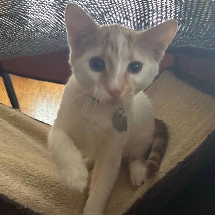 Enlarge Kinder, an adopted Domestic Short Hair in Upper Sandusky, OH image 5/5