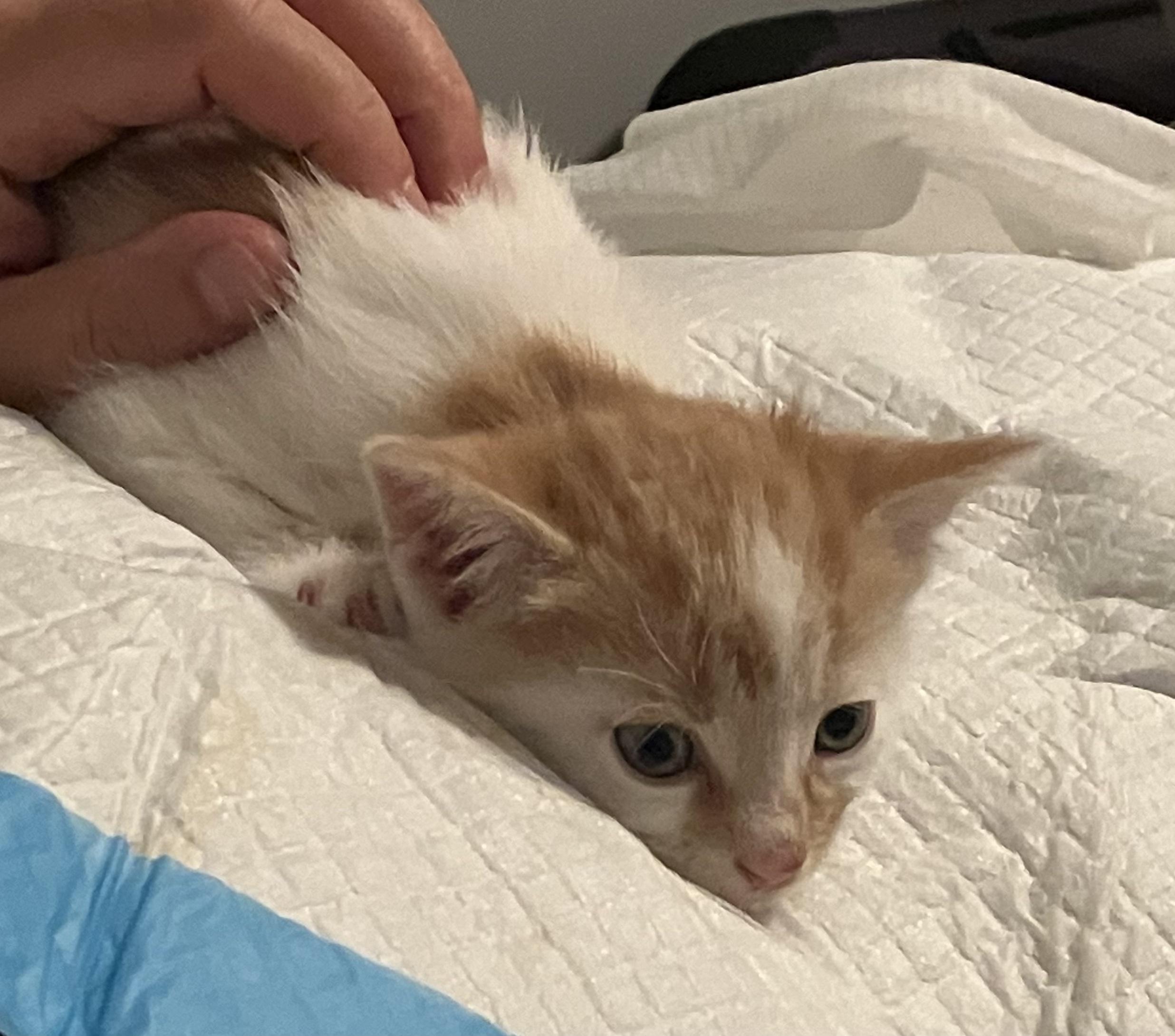 Enlarge Kinder, an adopted Domestic Short Hair in Upper Sandusky, OH image 4/5