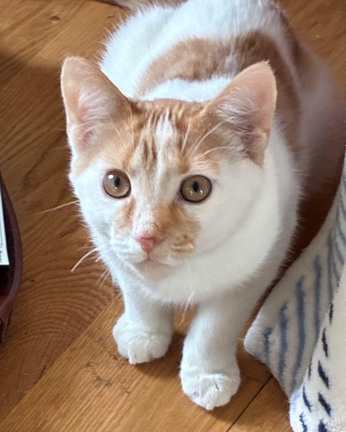 Enlarge Kinder, an adopted Domestic Short Hair in Upper Sandusky, OH image 1/5