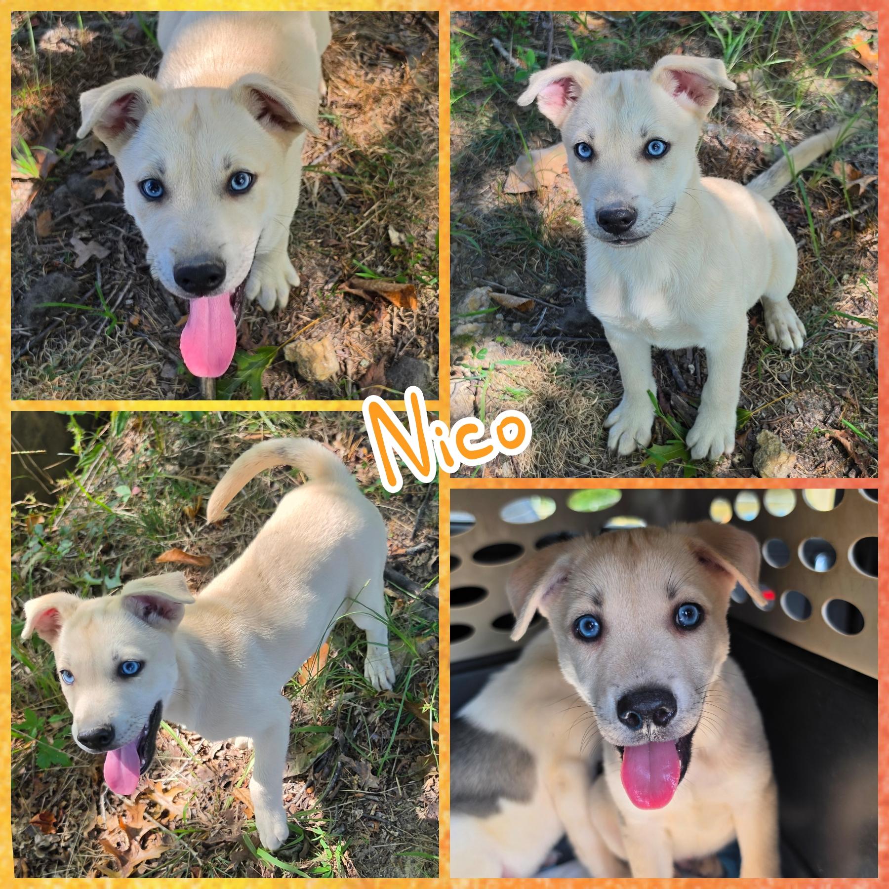 Nico, Adopted, Puppy Male Husky & Labrador Retriever.