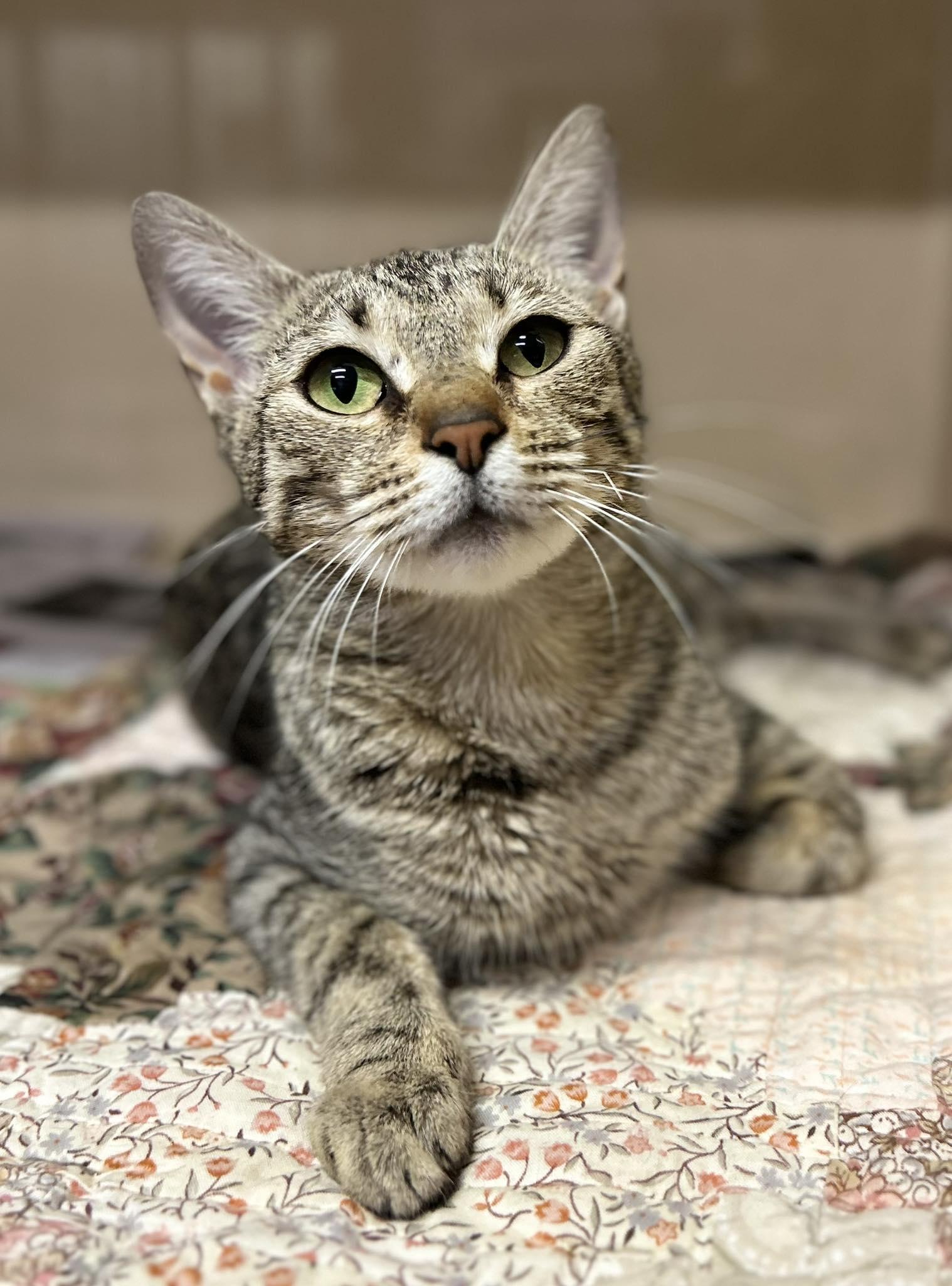 Mare, Adoptable, Adult Female Domestic Short Hair.