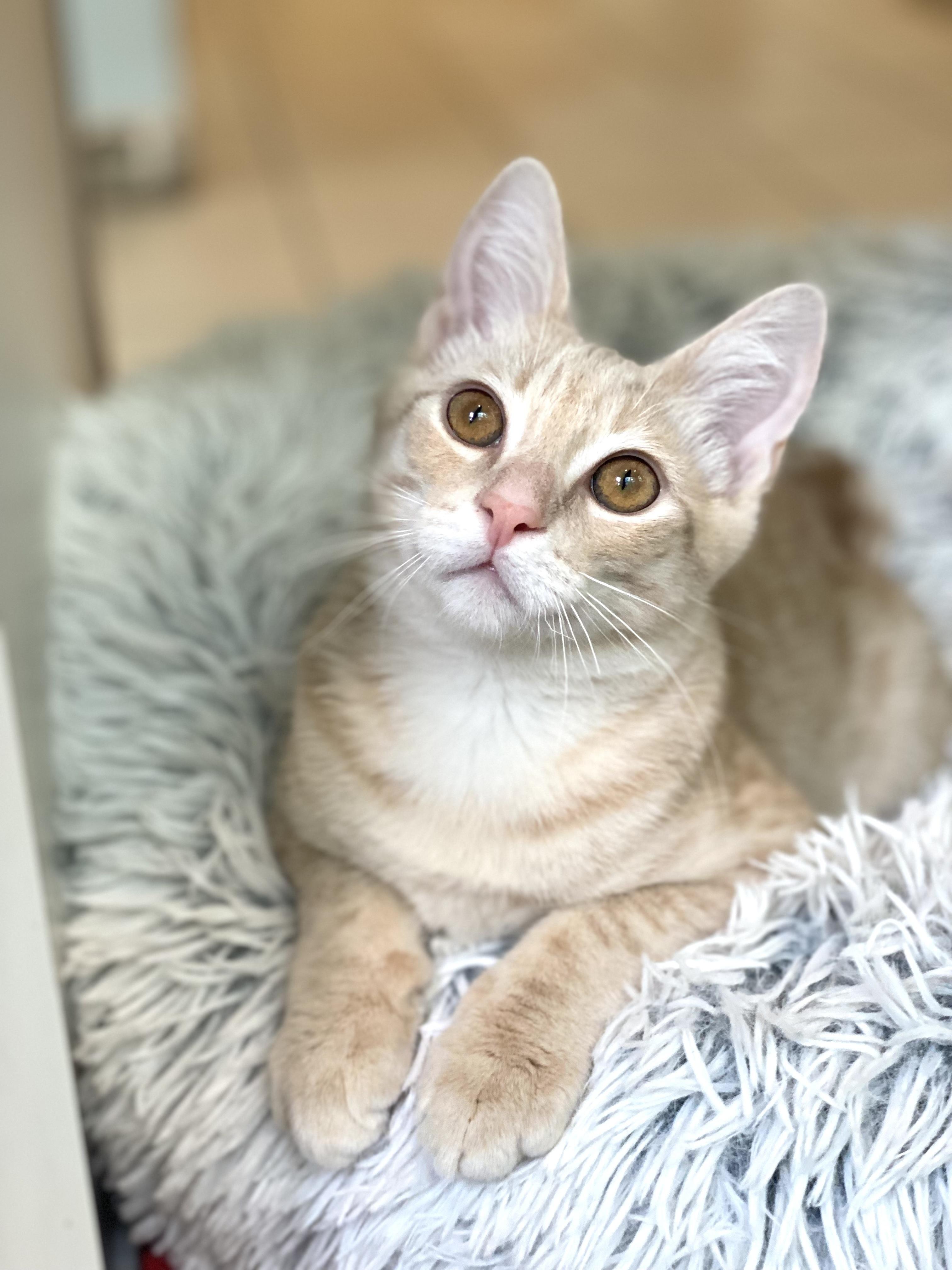 Enlarge Bounce, an adopted Domestic Short Hair in Ann Arbor, MI image 2/4