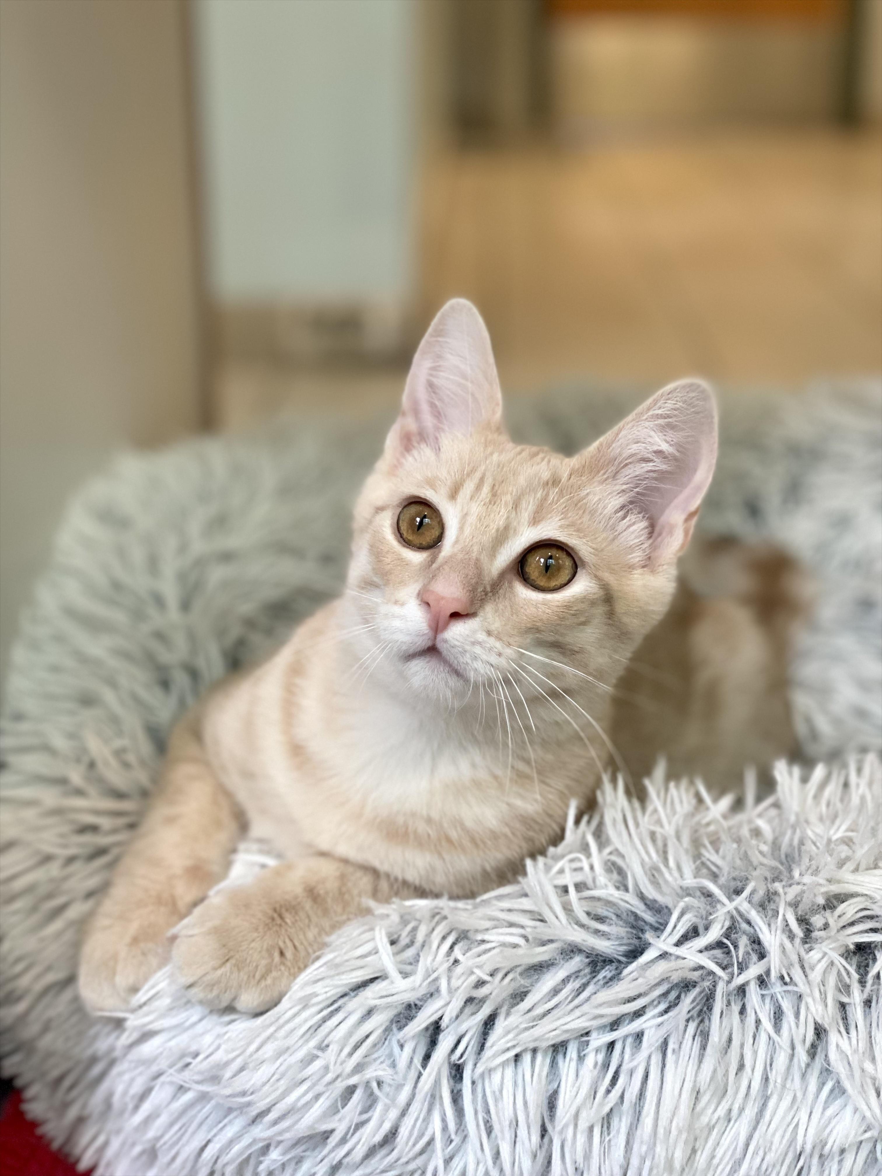 Enlarge Bounce, an adopted Domestic Short Hair in Ann Arbor, MI image 3/4