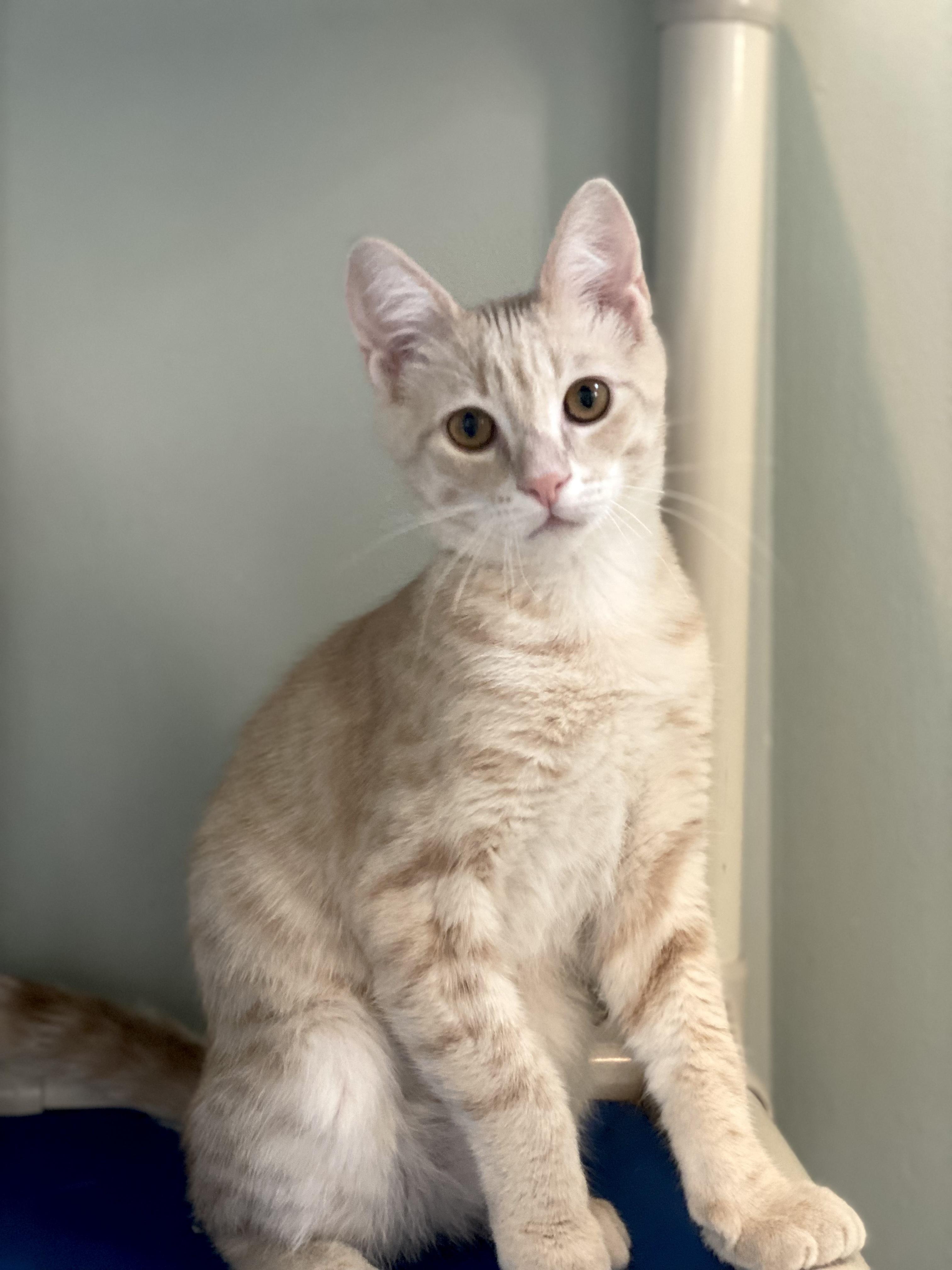 Enlarge Bounce, an adopted Domestic Short Hair in Ann Arbor, MI image 4/4