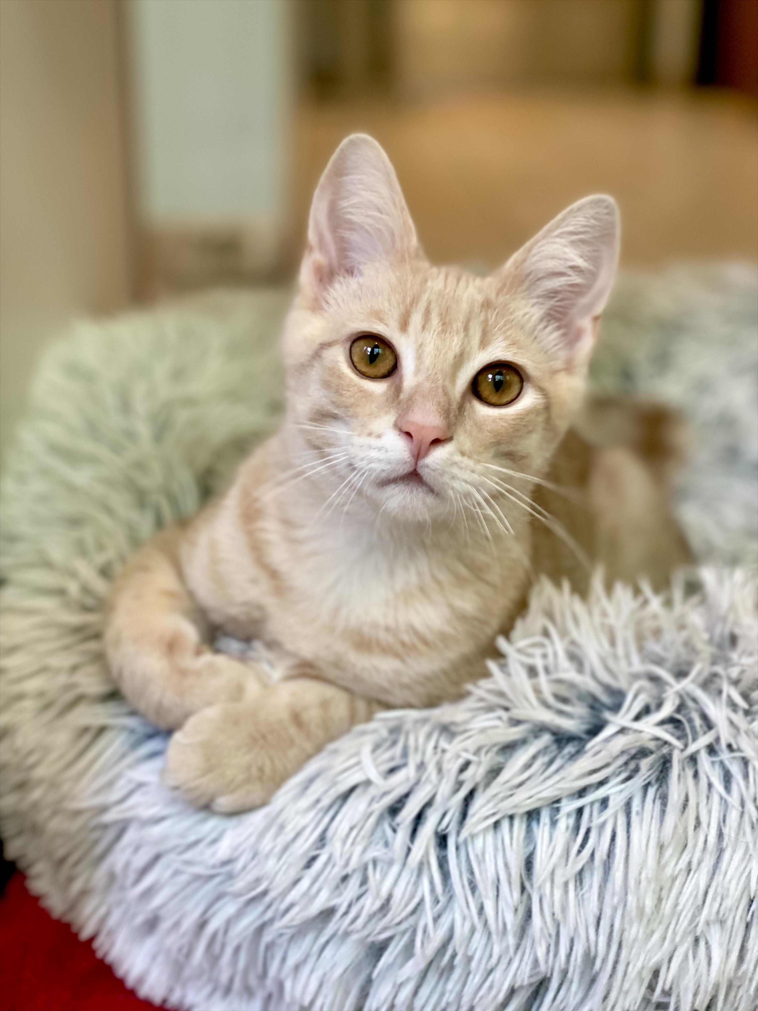 Enlarge Bounce, an adopted Domestic Short Hair in Ann Arbor, MI image 1/4