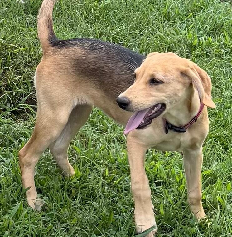 Ember, Adoptable, Puppy Female Hound & Mixed Breed.