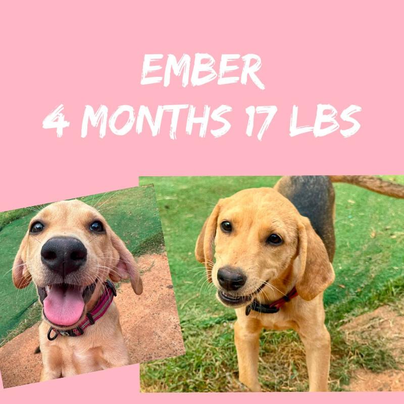 Enlarge Ember, a Adoptable mixed breed in Partlow, VA image 2/2