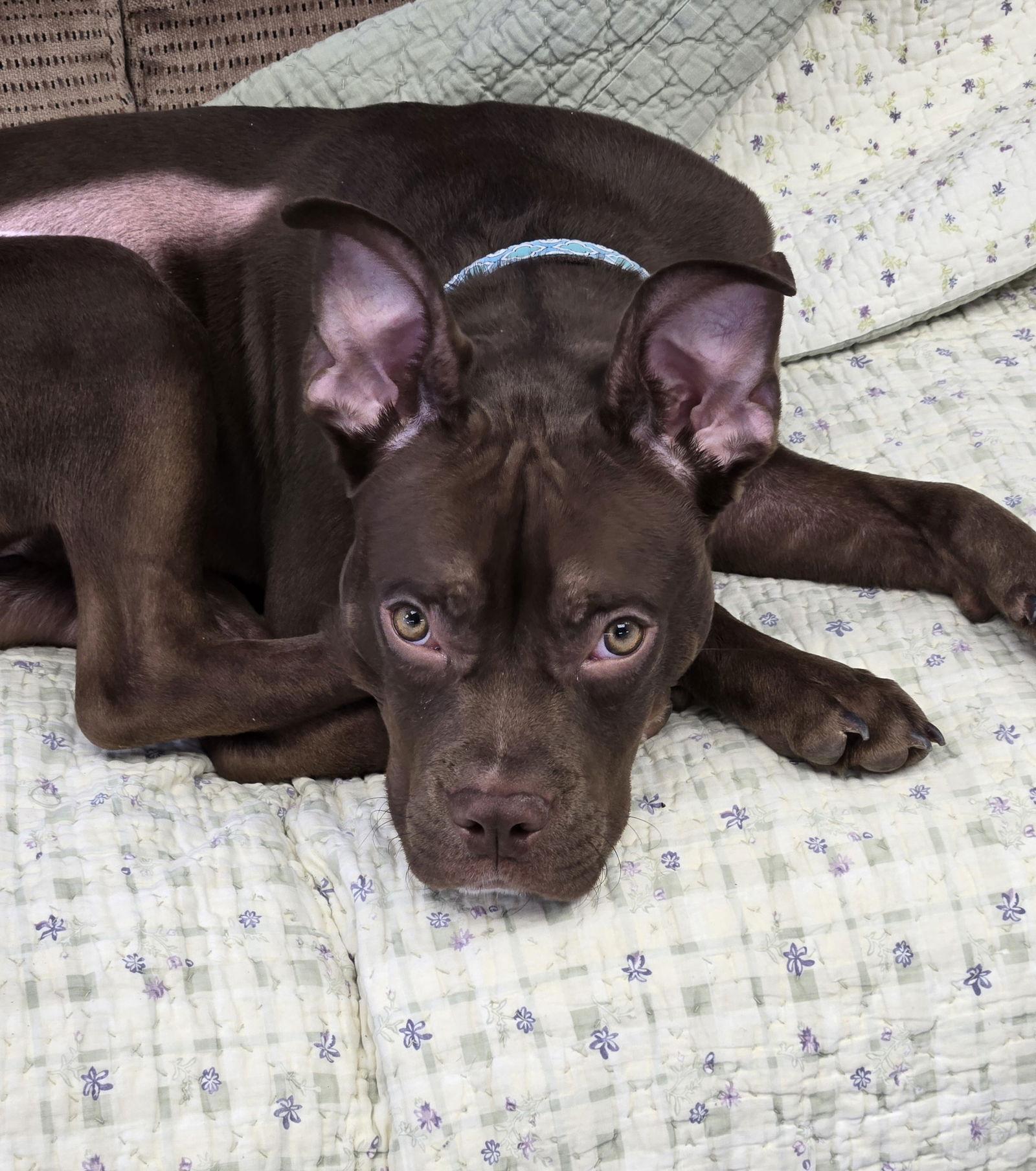 Rudy, Adopted, Puppy Male Boxer.