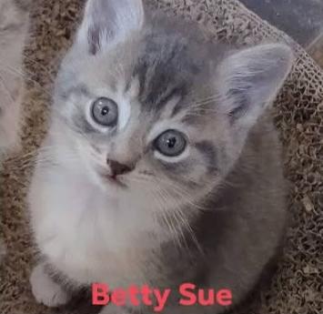 Enlarge Betty Sue, a Adopted Domestic Short Hair in Fredericton, NB image 4/5