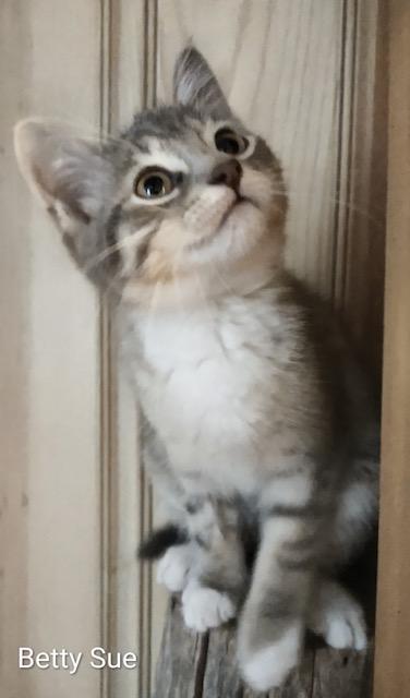 Enlarge Betty Sue, a Adopted Domestic Short Hair in Fredericton, NB image 3/5