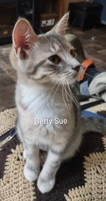 Betty Sue, Adopted, Young Female Domestic Short Hair.