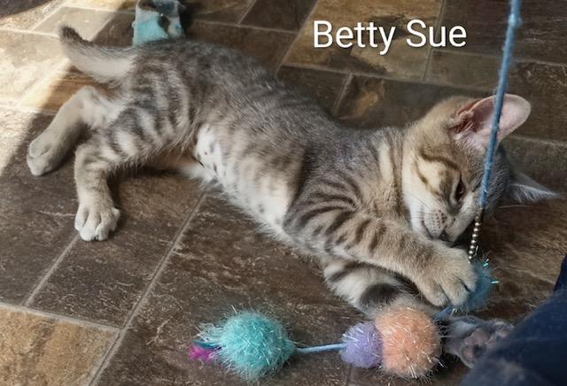 Enlarge Betty Sue, a Adopted Domestic Short Hair in Fredericton, NB image 2/5
