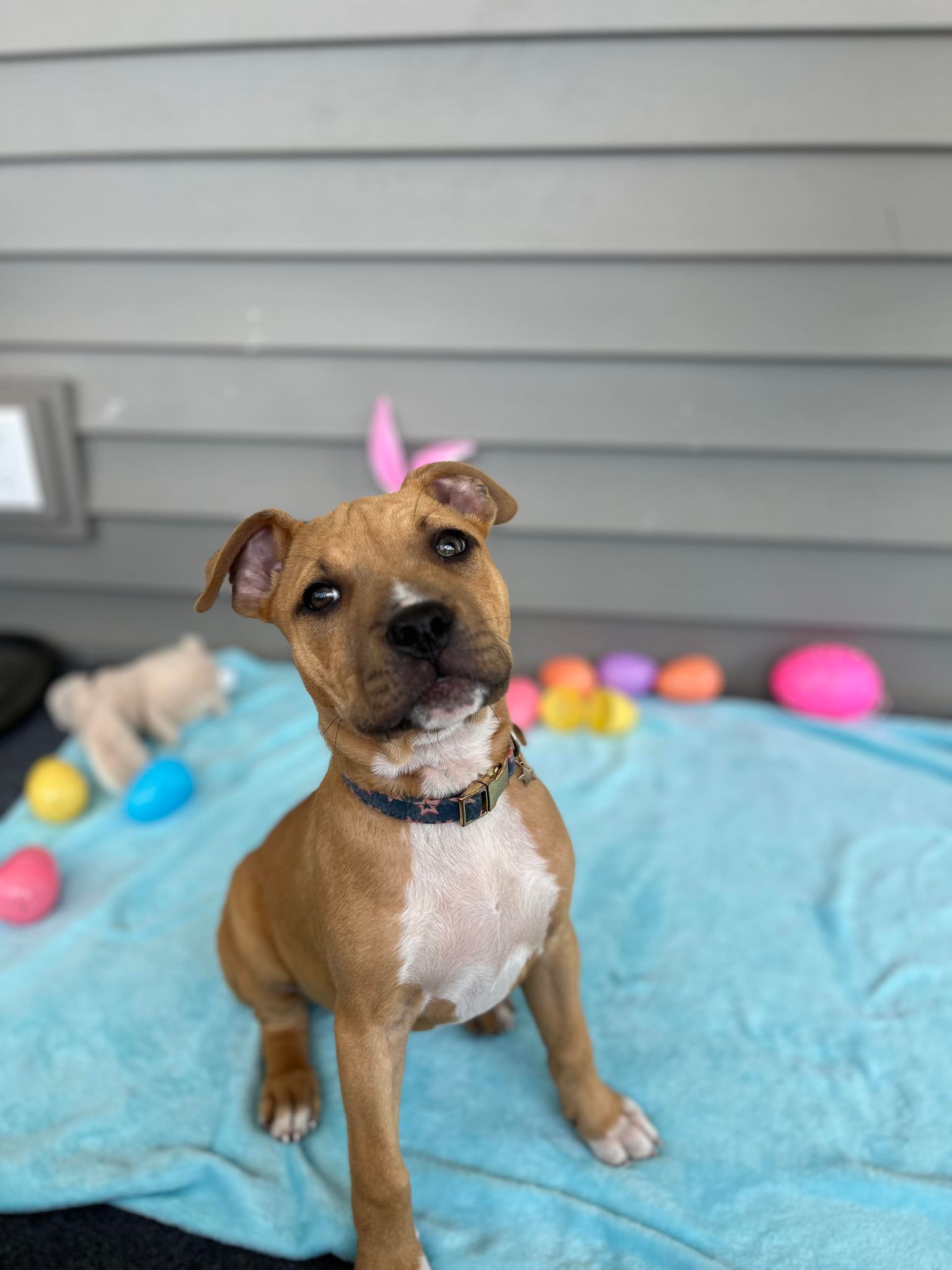 Dog for adoption Ireland, a Pit Bull Terrier in Binghamton, NY Petfinder