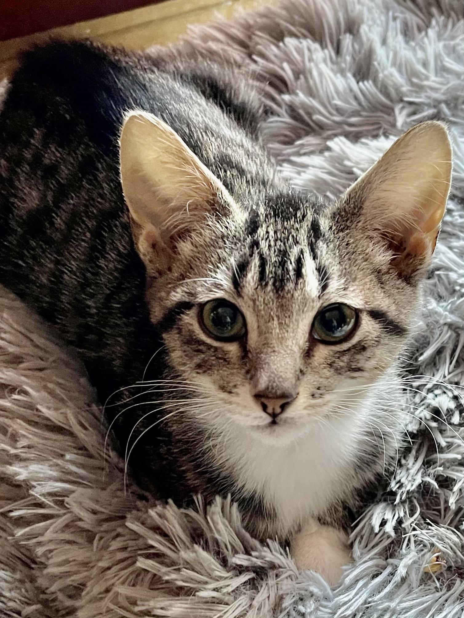 Enlarge Amaretto, a Adoptable mixed breed in Belvidere, IL image 4/4