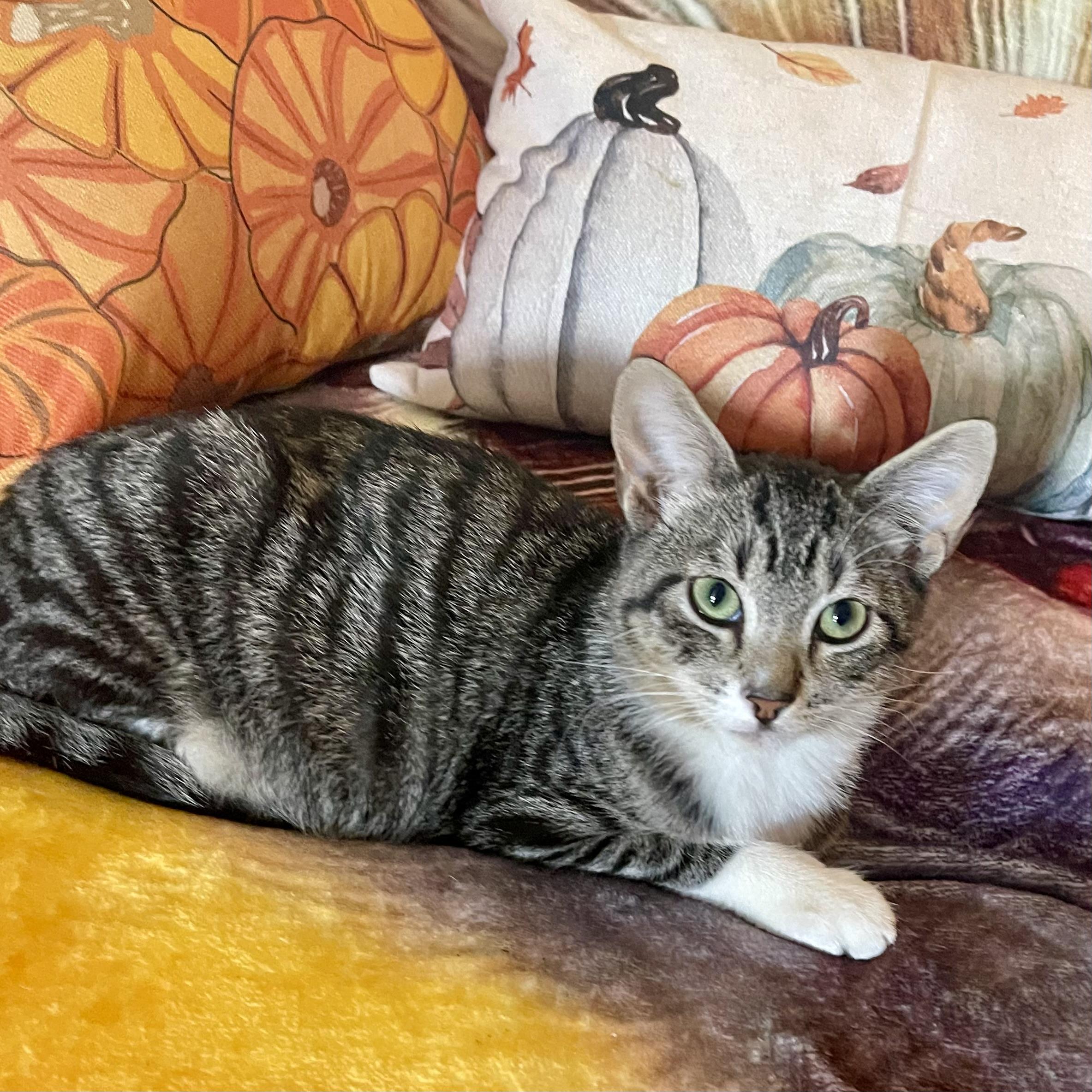 Amaretto, Adoptable, Kitten Male Domestic Short Hair & Tabby.