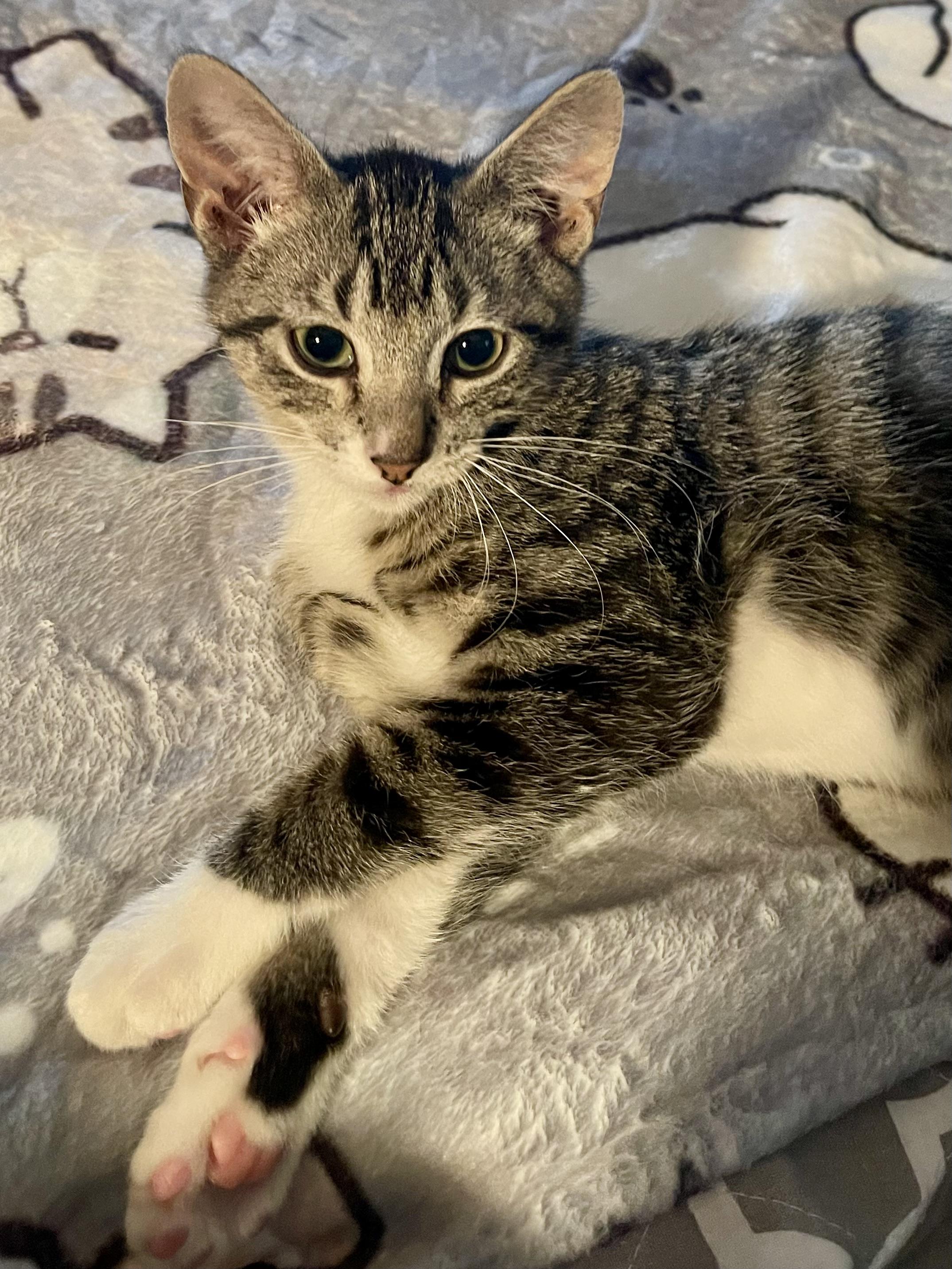 Enlarge Amaretto, a Adoptable mixed breed in Belvidere, IL image 3/4