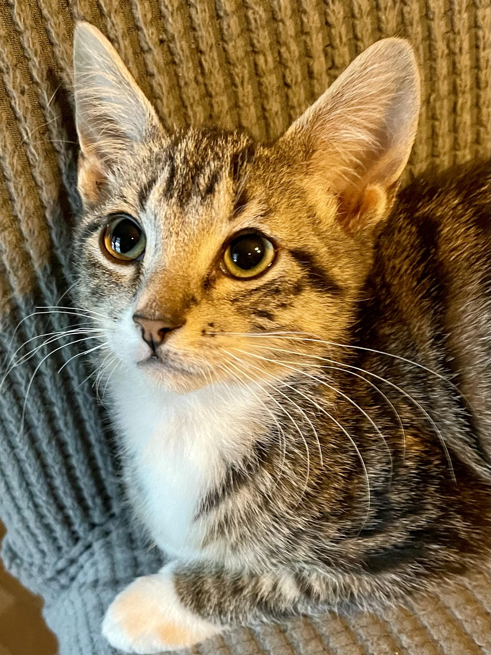 Enlarge Amaretto, a Adoptable mixed breed in Belvidere, IL image 2/4