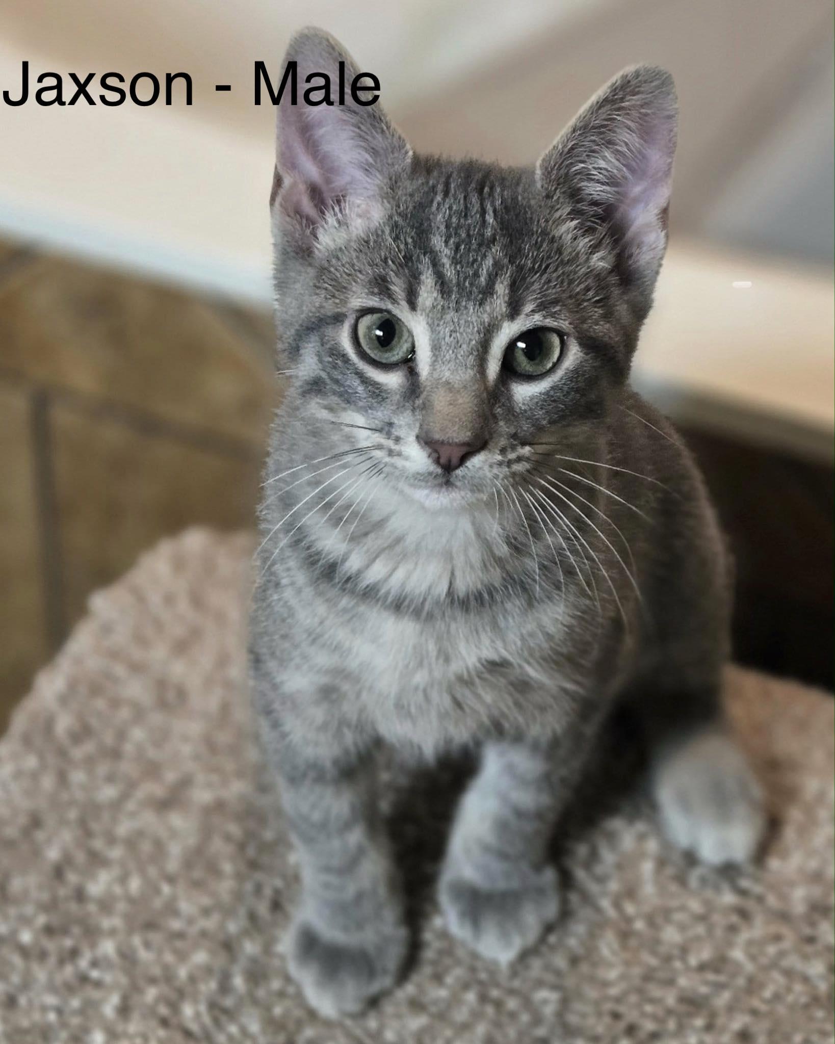 Jaxson (Debra-fostered in TN), Adoptable, Kitten Male Tabby & Domestic Short Hair.