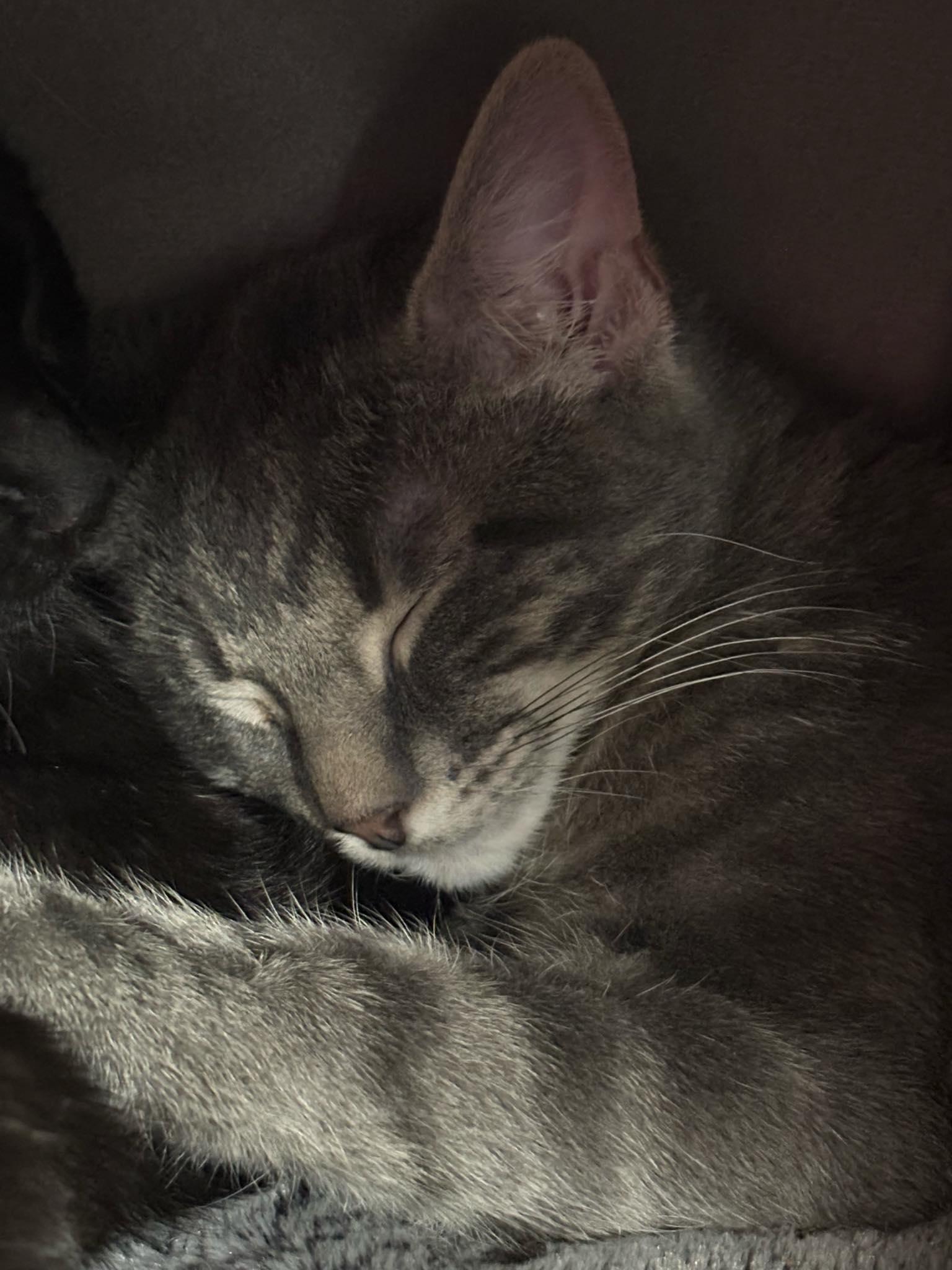 Enlarge Jaxson (Debra-fostered in TN), a Adoptable mixed breed in Brooklyn, CT image 2/2