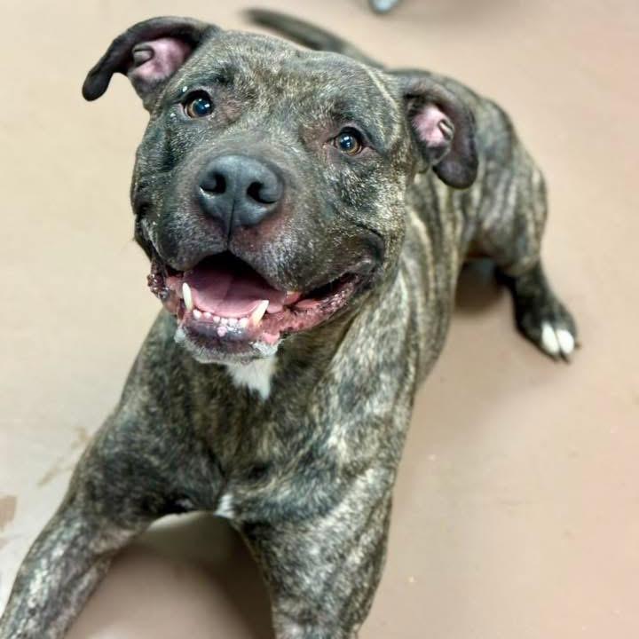 Tiger, Adoptable, Adult Male Mixed Breed.