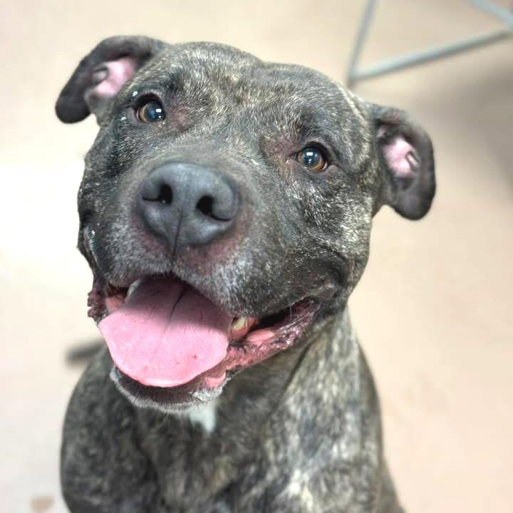Tiger, a Adoptable Mixed Breed in Wheeling, IL image 2/6