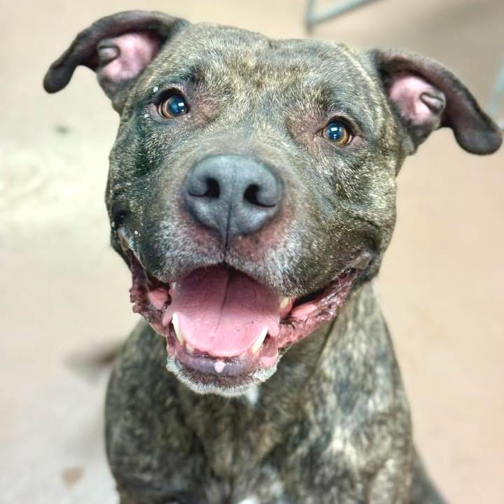 Tiger, a Adoptable Mixed Breed in Wheeling, IL image 3/6