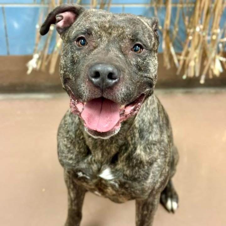 Tiger, a Adoptable Mixed Breed in Wheeling, IL image 4/6