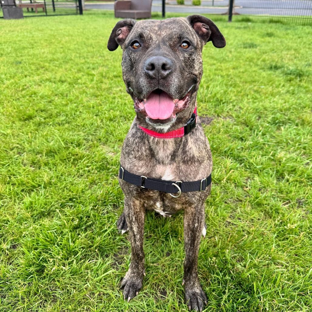 Tiger, a Adoptable Mixed Breed in Wheeling, IL image 5/6