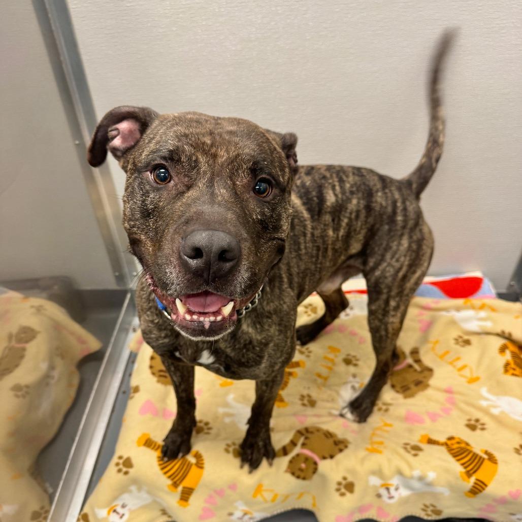 Tiger, a Adoptable Mixed Breed in Wheeling, IL image 6/6