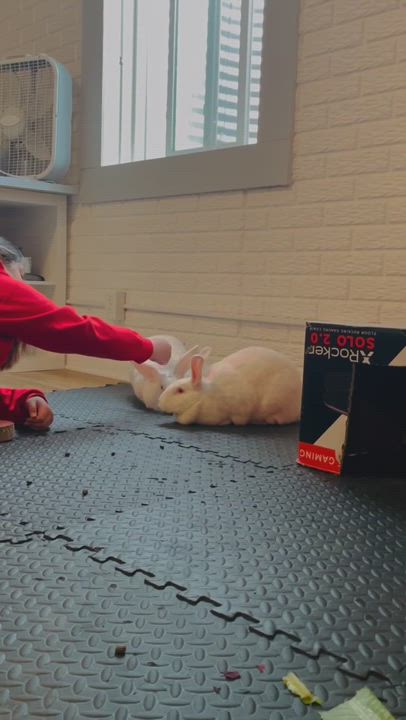 Enlarge Pancake & Waffles, a Adopted New Zealand in St. Charles, IL video 6/11