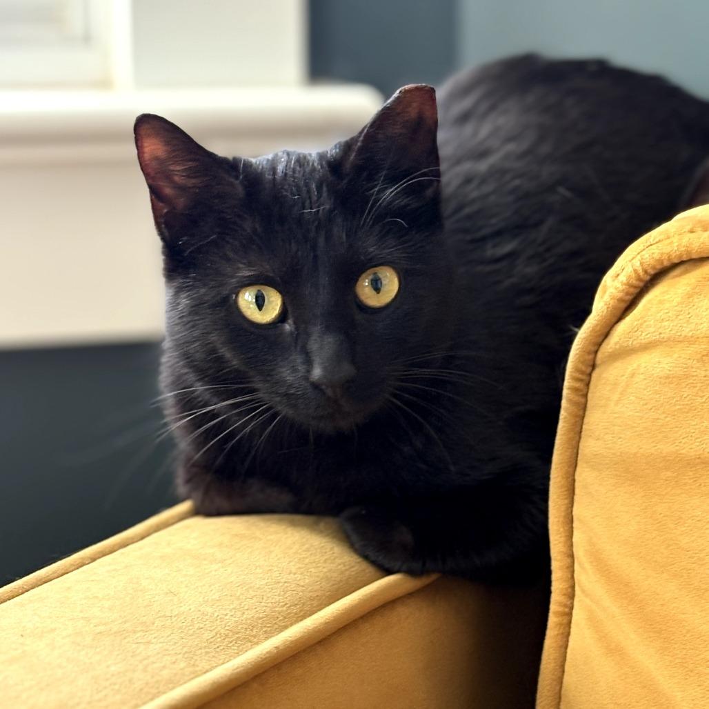 Brie, Adoptable, Young Female Domestic Short Hair.