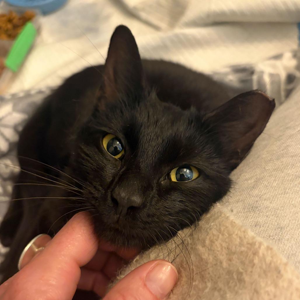 Enlarge Brie, a Adoptable Domestic Short Hair in Charlotte, NC image 2/4