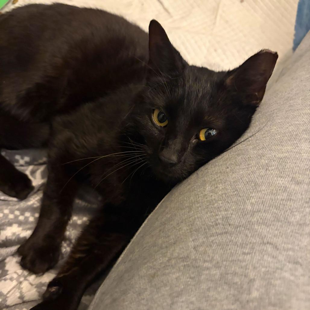 Enlarge Brie, a Adoptable Domestic Short Hair in Charlotte, NC image 3/4