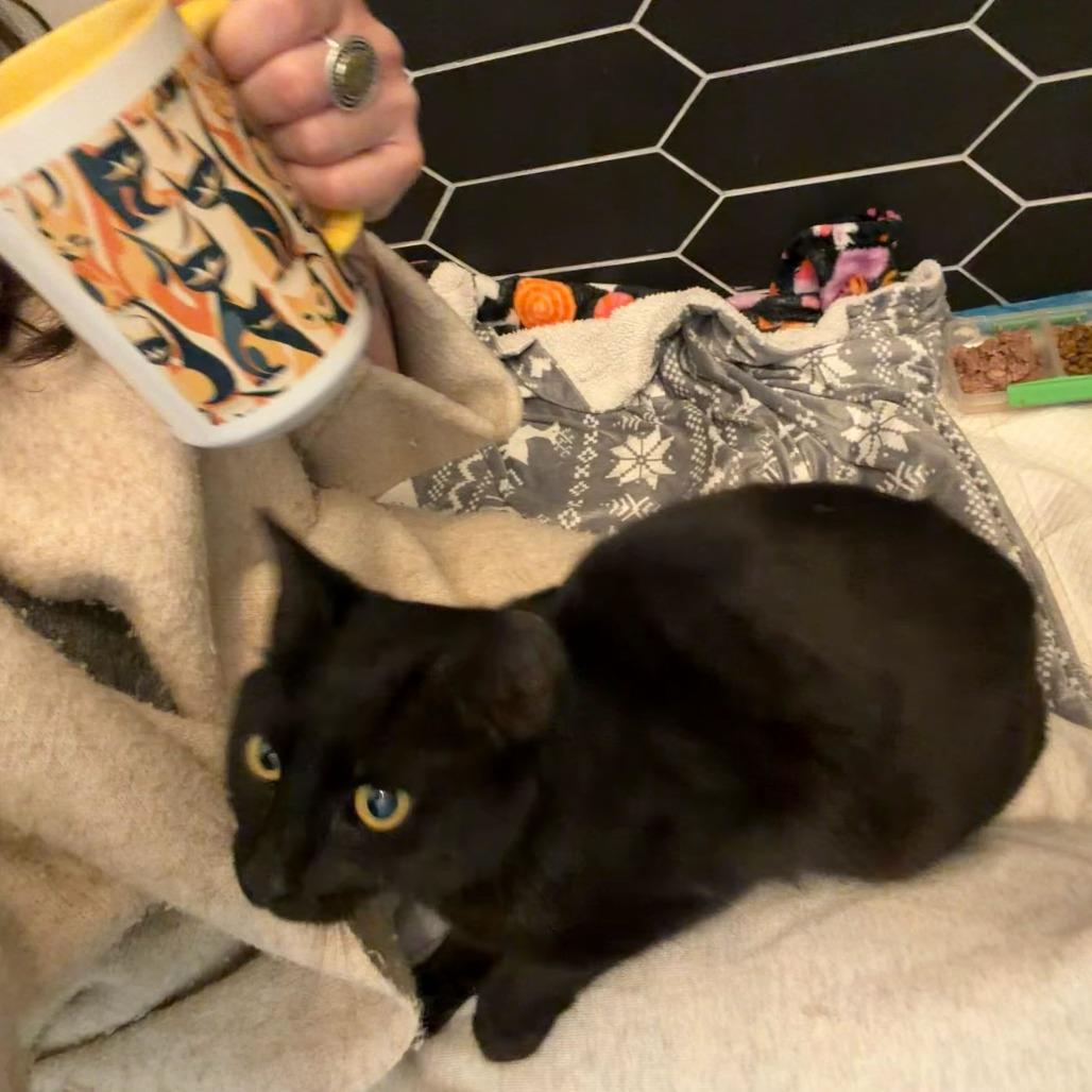 Enlarge Brie, a Adoptable Domestic Short Hair in Charlotte, NC image 4/4