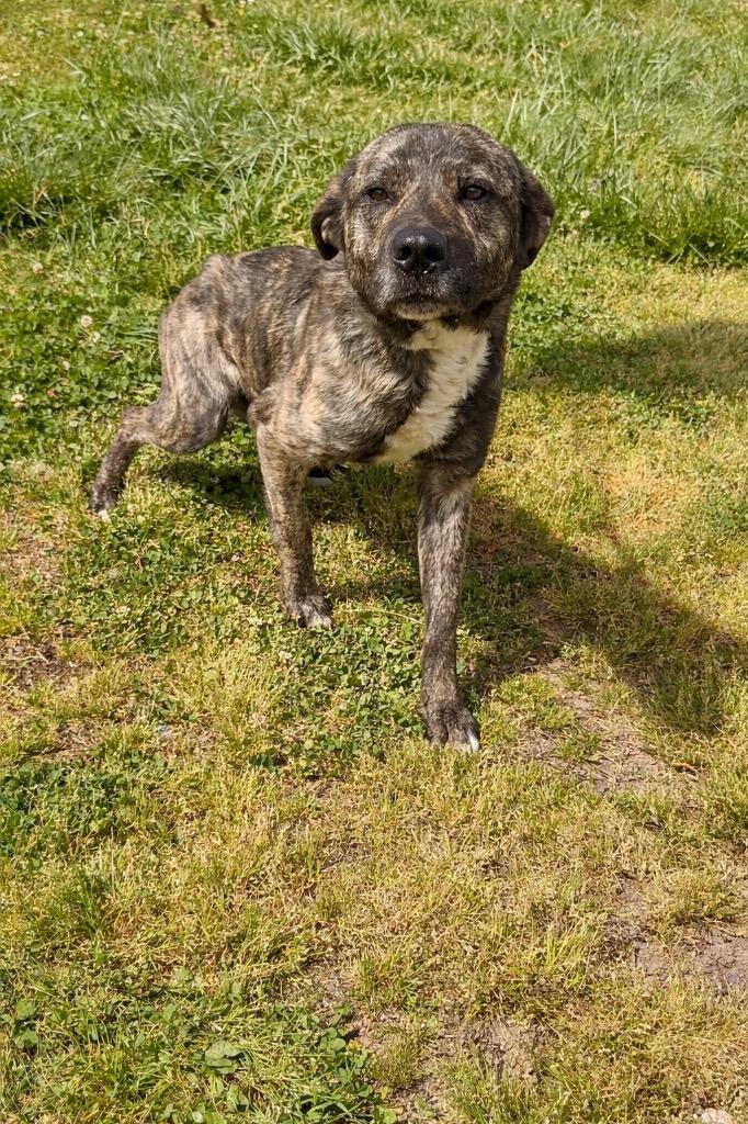 Enlarge Maverick- Available for Adoption, a Adoptable mixed breed in Chickamauga , GA image 1/2