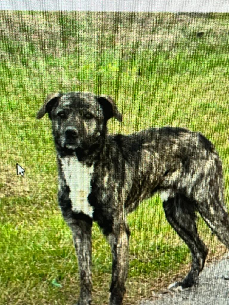 Enlarge Maverick- Available for Adoption, a Adoptable mixed breed in Chickamauga , GA image 2/2
