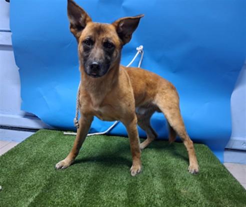 JIMBO, Adoptable, Young Male German Shepherd Dog & Jindo.