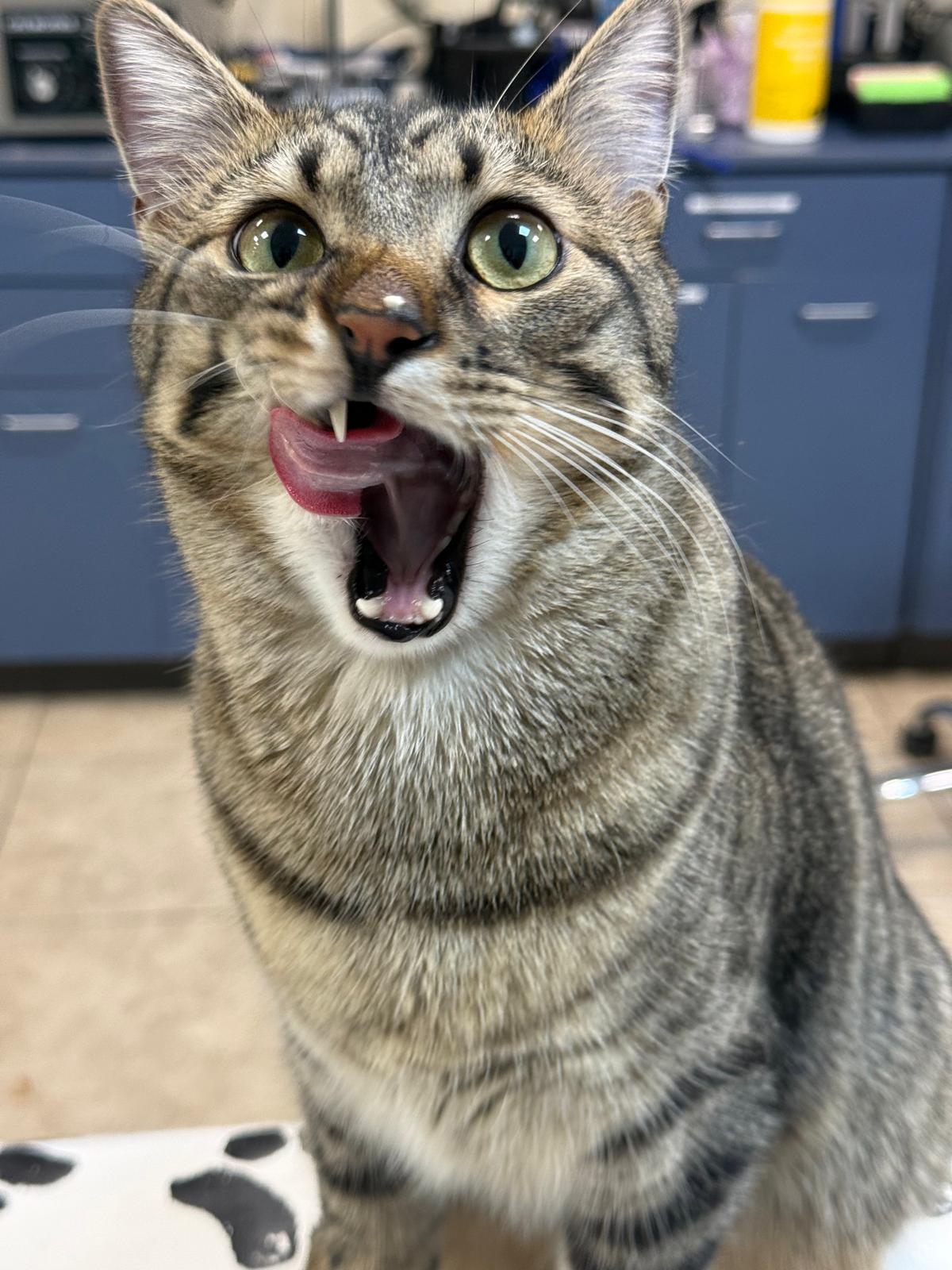 Enlarge Gaston, a Adoptable Domestic Short Hair in Wausau, WI image 2/5