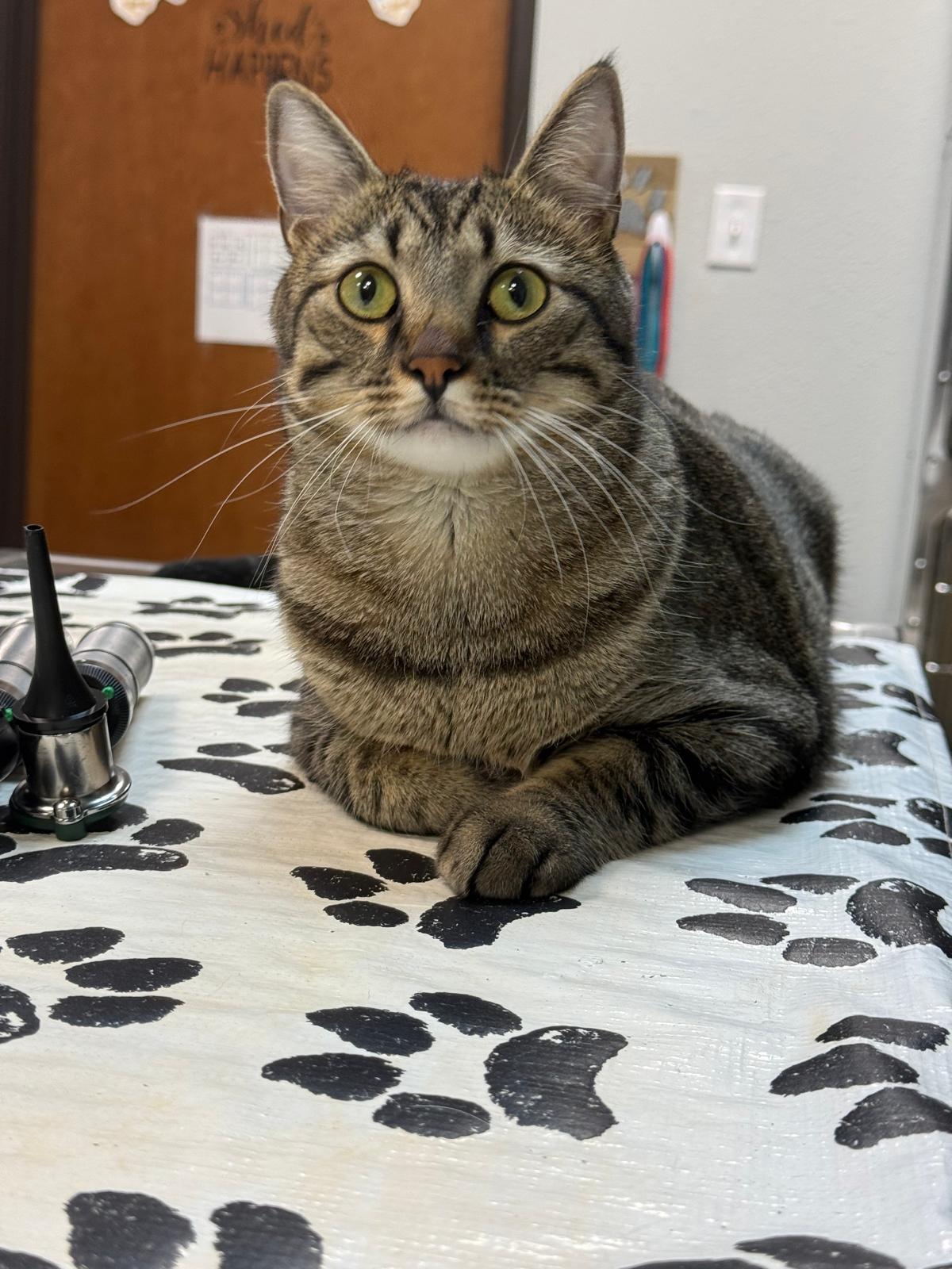 Enlarge Gaston, a Adoptable Domestic Short Hair in Wausau, WI image 3/5
