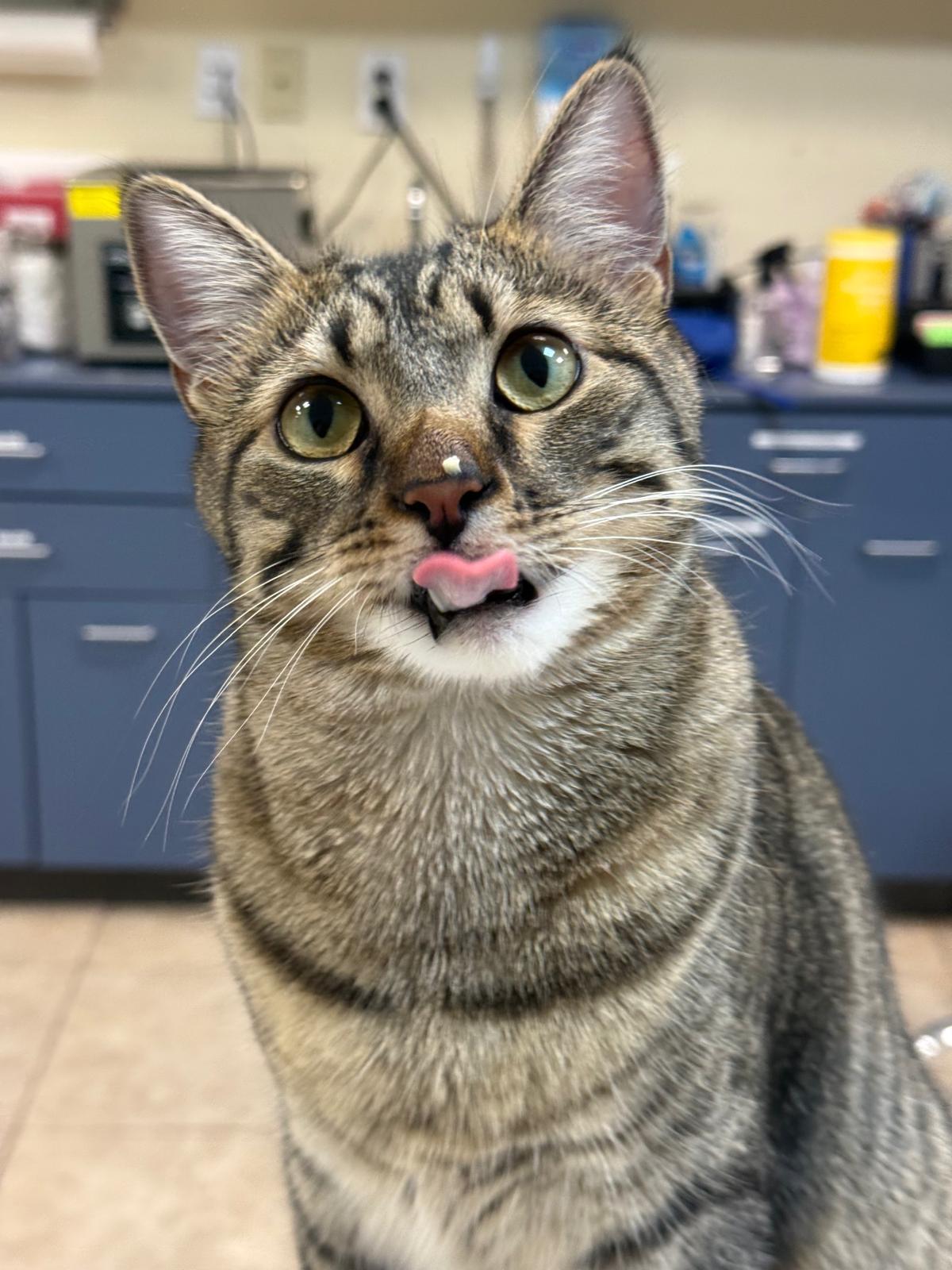 Enlarge Gaston, a Adoptable Domestic Short Hair in Wausau, WI image 5/5