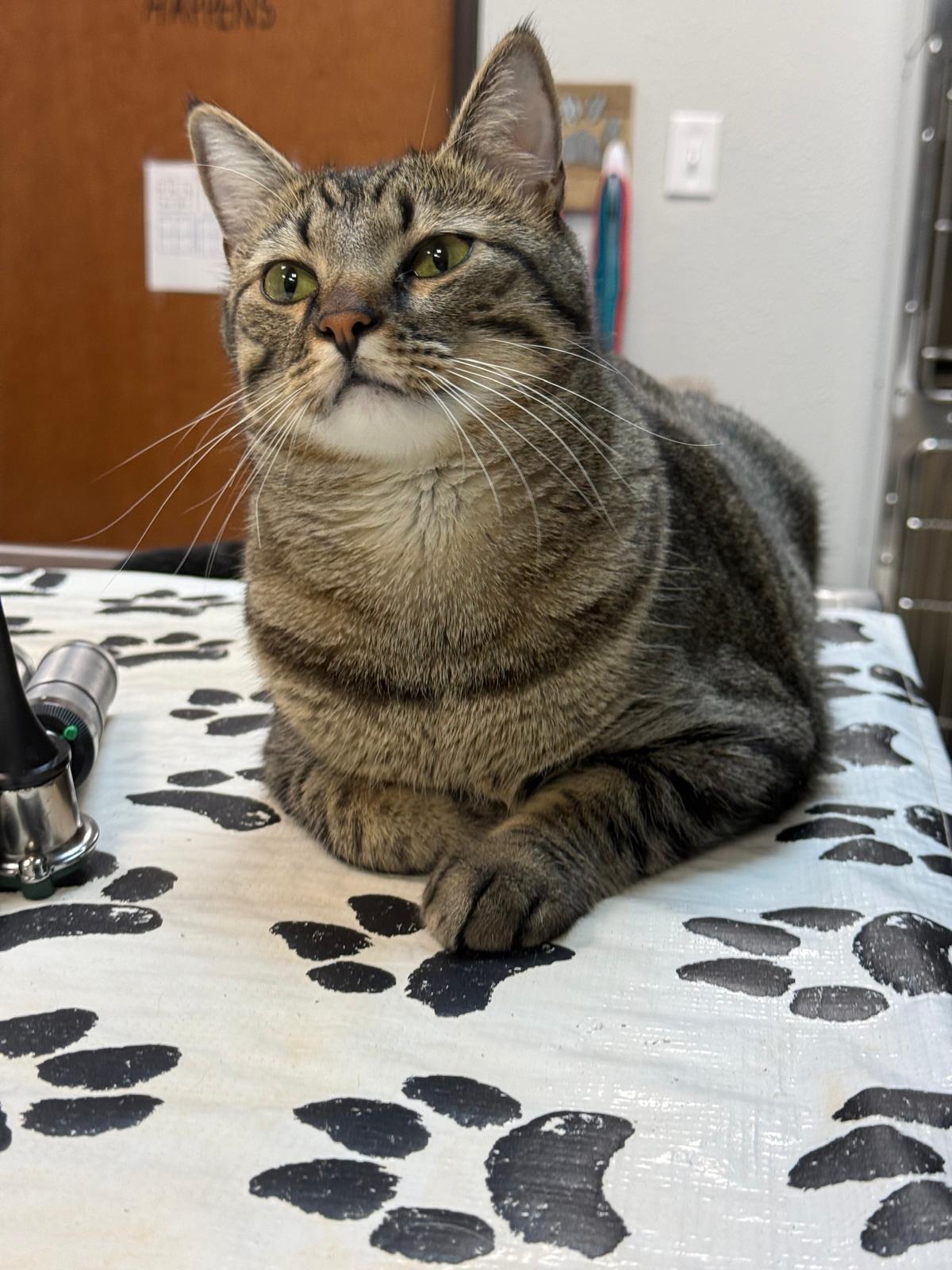 Enlarge Gaston, a Adoptable Domestic Short Hair in Wausau, WI image 4/5