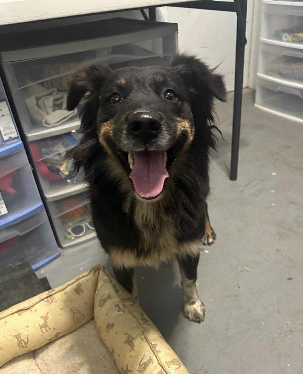 Enlarge Brownie - ADOPTION IN PROCESS, a Adoptable Australian Shepherd in Grafton, WI image 1/3